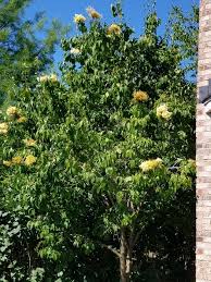 The white flower plumes are around 10 to 12 inches long in june. Japanese Chinese Tree Lilac