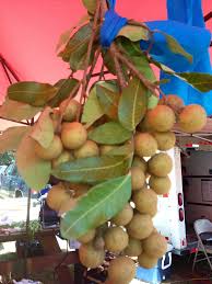 How to grow a longan tree. Logan Fruit Tropical Fruits Fruit Fruit Trees