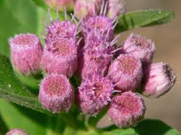 Image result for Ophrypetalum odoratum