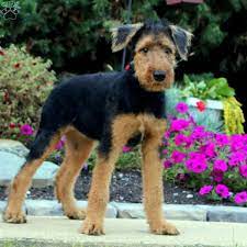 Lancaster puppies advertises puppies for sale in pa, as well as ohio, indiana, new york and other states. Sparkle Airedale Terrier Puppy For Sale In Pennsylvania