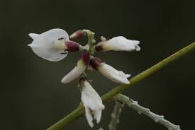 Image result for Retama monosperma