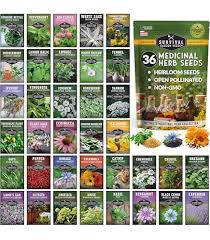 Image result for Cyphostemma kilimandscharicum