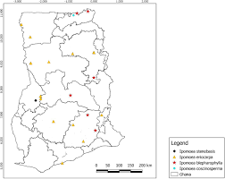 Image result for Ipomoea coscinosperma