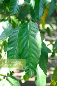 Image result for Treculia