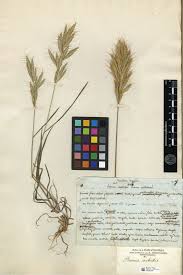 Maybe you would like to learn more about one of these? Typification Of Eight Current And Seven Related Names And A New Section In The Genus Bromus Bromeae Pooideae Poaceae