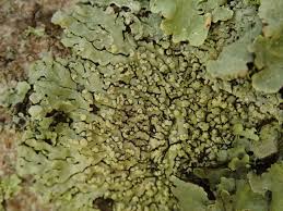 Image result for Pycreus sulcinux