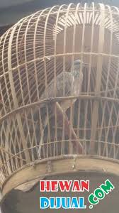 Check spelling or type a new query. Dijual Burung Tekukur Kuk 3 Dan Kuk 4 Hewandijual Com
