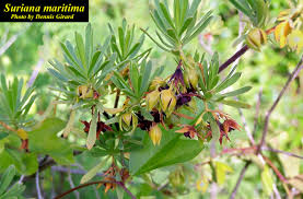 Image result for Surianaceae