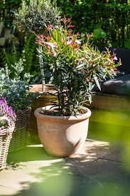 Mediterrane pflanze 70 cm im durchmesser, ca 100 cm hoch, schräg gewachsen mit kleinen ableger am. Mediterrane Pflanzen Fur Die Terrasse Der Kleine Horrorgarten Mediterrane Pflanzen Terrasse Blumen Mediterrane Gartengestaltung
