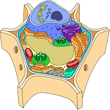 Check spelling or type a new query. Cell Anatomy Viewer Game Play Ask A Biologist