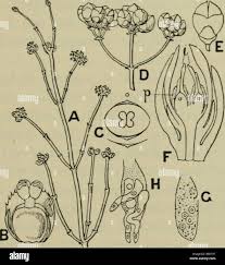 Image result for Gnetaceae