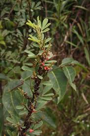 Image result for Tephrosia polystachya