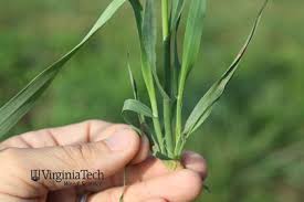 Image result for Avena byzantina