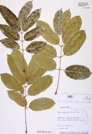 Image result for Khaya