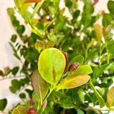 Image result for Chrysobalanus icaco