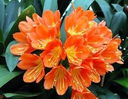 Planting purple flowers in your garden can add rich thematic colors. Clivia Miniata Lilly Orange Aloha Tropicals
