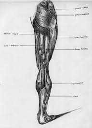 Hamstring muscles and your back pain. Leg Back Muscle Chart By Badfish81 On Deviantart