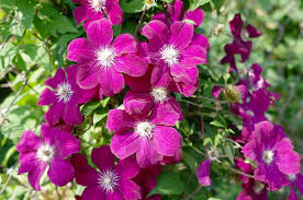 Sweet light pink, centre accent of dark violet! Clematis The Obsessed Gardener