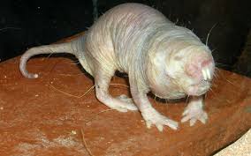 Cette jeune américaine de 26 ans, est atteinte, depuis sa naissance, d'un syndrome très rare, qui ne touche que trois personnes dans le monde. Video Le Rat Taupe Nu Animal Le Plus Laid Du Monde Detiendrait Le Secret De La Longevite