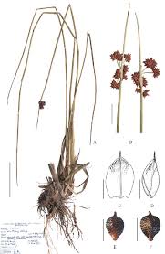 Image result for Schoenoplectus muriculatus