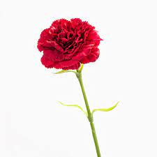 Cravo — flor do craveiro. Pin Em Spring Flower Power