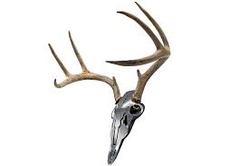 Most wall framing is covered with drywall that typically measures 1/2 or 5/8 inch thick. How To Mount Your Own Deer Antlers Outdoor Life