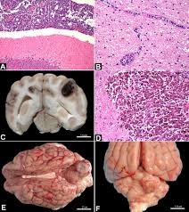 And that is with chemotherapy! Scielo Brasil Pathological Features Of 78 Metastatic Or Multicentric Neoplasms Involving The Central Nervous System In Dogs Pathological Features Of 78 Metastatic Or Multicentric Neoplasms Involving The Central Nervous System In Dogs