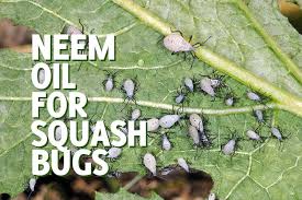 Next, spray the solution onto the bugs. Neem Oil For Squash Bugs Does It Work Gardenhugs Com