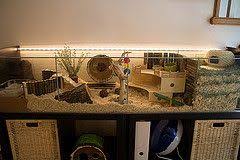 The World S Newest Photos Of Cage And Hamster Flickr Hive Mind Hamster Gehege Hamster Ideen Hamster Lebensraum