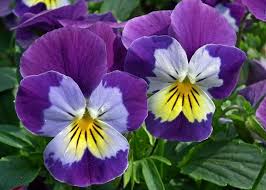 Caring for violas a viola is exceptionally easy to care for. Growing Pansies How To Plant Grow And Care For Pansy Flowers The Old Farmer S Almanac