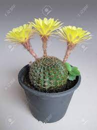 Cacti is the latin plural of cactus, and some writers use it in english. The Cactus Plant In Plastic Pot With Triple Bloom This Cactus Stock Photo Picture And Royalty Free Image Image 35117812