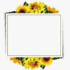 Sunflower Border Sunflower Clipart Sunflower Decorative Material Sunflower Decorative Borders Png Transparent Clipart Image And Psd File For Free Download Sunflower Wallpaper Flower Frame Sunflower Clipart