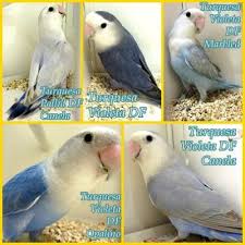 La Fauna De Tais Mutaciones De Agapornis Love Birds Pet Bird Breeds Pet Birds