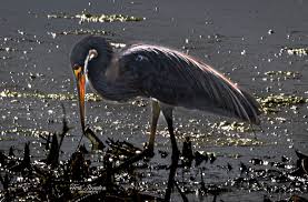 Hello everyone! I am thinking to relocate here. Why do you like living in  Tavares? What are “+”s and “-“s? And do you feel safe living here? Thank  you❤️❤️❤️