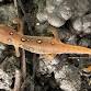 Reptiles & Amphibians - OH MY!