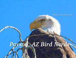 Anderson Lee " Babe " Haught , Rim Country legend, pioneer and namesake to  many.