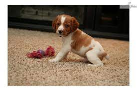Lobo French Brittany Spaniel Puppies For Sale Brittany Spaniel Brittany Dog