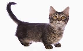 Munchkin kittens come in long and short haired varieties with an array of different colors and markings. Munchkin Kittens Are The Latest Animal Victims Of Fashion