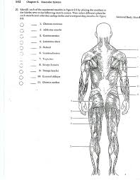 Body muscles, have conscious control, think i'm going to make my legs walk, voluntary, movement muscles, attach to bones (skeletal system), nucleated, cells surrounded and. Back 20muscle 20coloring Anatomyg Pages Muscles Sheet Quotes About Bones And Quotesgram Free In The Body Skull Approachingtheelephant