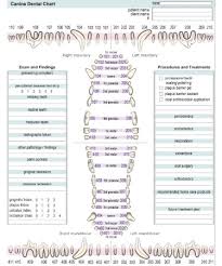 canine dental chart pdf free download printable