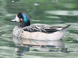 Birds Of South Africa Gauteng Chiloe Wigeon South Africa Waterfowl Bird