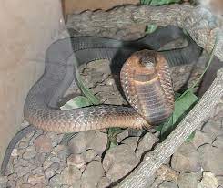 Image Gallery Snakes Of The World Cobra Snake Snake Reptile Snakes
