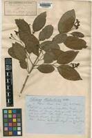 Image result for Schrebera trichoclada