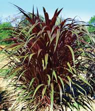 Princess caroline purple fountain grass. Royal Collection Pennisetums