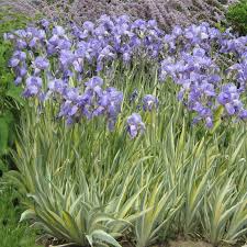 Iris variegata is a plant species in the genus iris, also in the subgenus iris. Bearded Iris Pallida Variegata Gold High Country Gardens