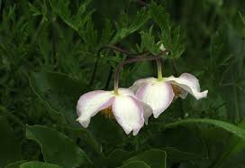 Image result for Clematis villosa