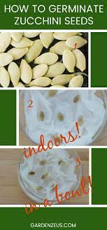Maybe you would like to learn more about one of these? Germinating Zucchini Seeds Indoors Using A Glass Dish Growing Zucchini Growing Tomatoes Indoors Growing Vegetables