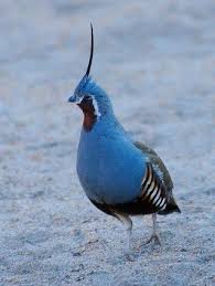 Mountain Quail Nature Birds Pet Birds Quail
