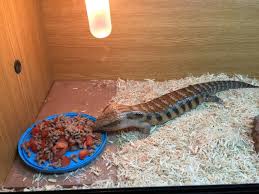 Explore 27 listings for blue tongue skink for sale uk at best prices. Northern Blue Tongue Skink For Sale Reading Berkshire Pets4homes