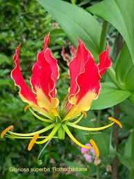 Image result for Gloriosa superba